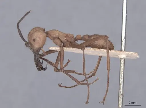 Eciton burchellii specimen FMNHINS0000045226 image fmnhins0000045226_3