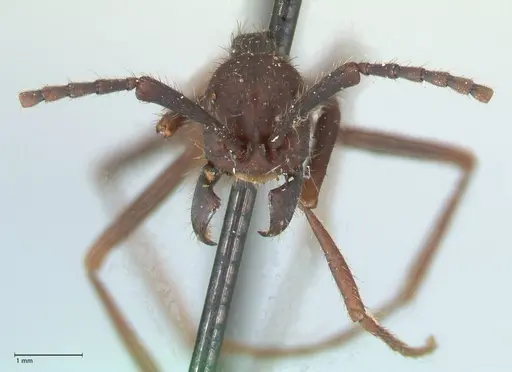 Eciton burchellii specimen FOCOL1129 image focol1129_2