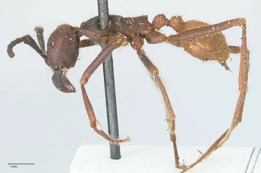 Eciton burchellii specimen FOCOL1129 image focol1129_3