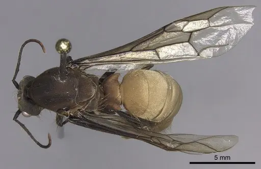 Eciton burchellii specimen INB0003692975 image inb0003692975_1