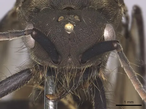 Eciton burchellii specimen INB0003692975 image inb0003692975_2