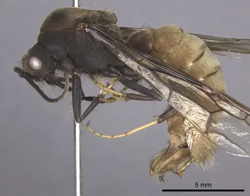 Eciton burchellii specimen INB0003692975 image inb0003692975_3