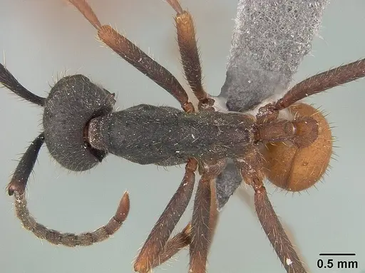 Eciton burchellii specimen USNMENT01124218 image usnment01124218_1