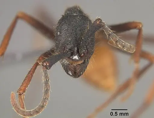 Eciton burchellii specimen USNMENT01124218 image usnment01124218_2