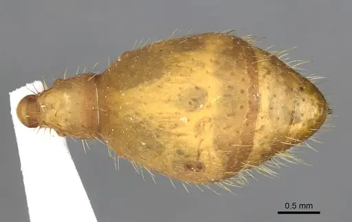 Eciton drepanophorum specimen CASENT0902634 image casent0902634_2