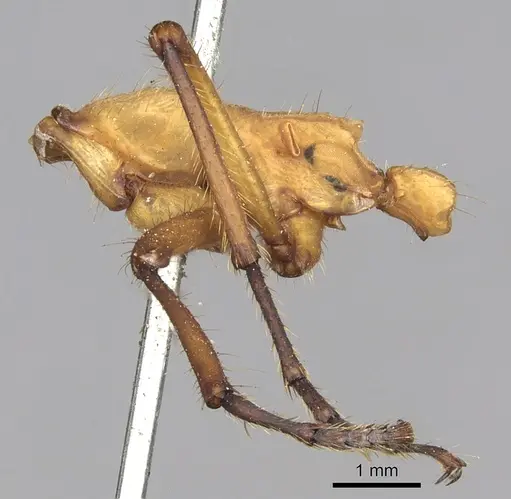 Eciton drepanophorum specimen CASENT0902634 image casent0902634_5