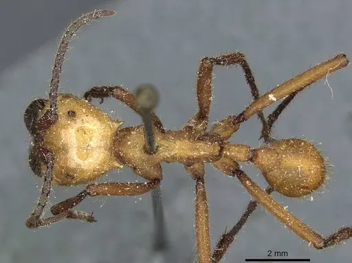 Eciton drepanophorum specimen CASENT0911374 image casent0911374_1