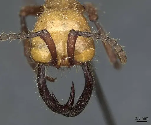 Eciton drepanophorum specimen CASENT0911374 image casent0911374_2