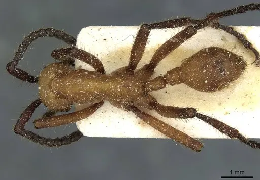 Eciton drepanophorum specimen CASENT0911375 image casent0911375_1
