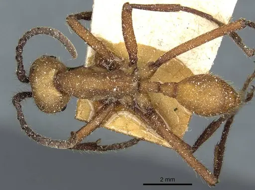 Eciton drepanophorum specimen CASENT0911376 image casent0911376_1