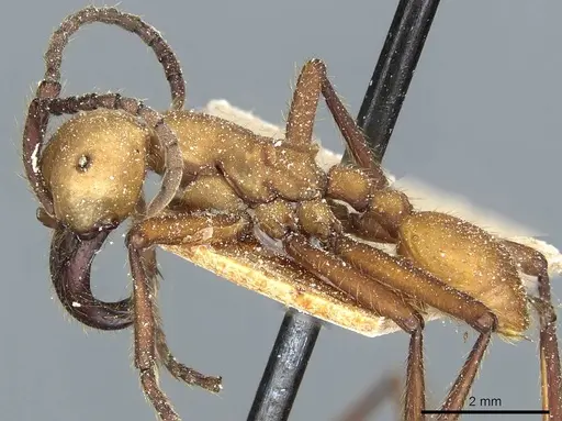 Eciton drepanophorum specimen CASENT0911376 image casent0911376_3