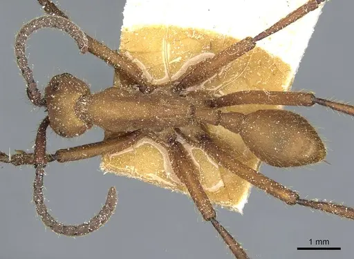 Eciton drepanophorum specimen CASENT0911377 image casent0911377_1