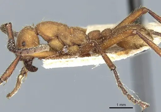 Eciton drepanophorum specimen CASENT0911377 image casent0911377_3