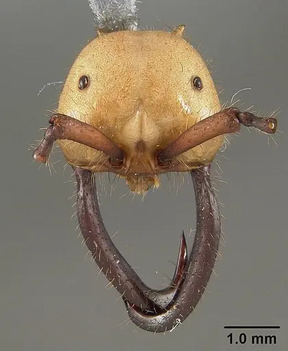 Eciton drepanophorum specimen USNMENT01124282 image usnment01124282_2