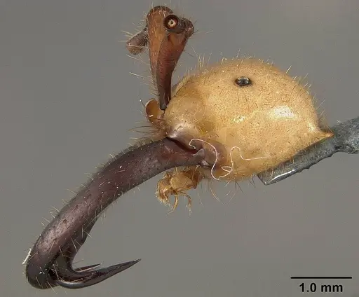Eciton drepanophorum specimen USNMENT01124282 image usnment01124282_3