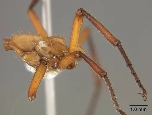 Eciton drepanophorum specimen USNMENT01124282 image usnment01124282_4
