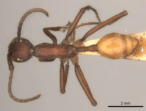 Eciton dulcium specimen CASENT0217478 image casent0217478_1