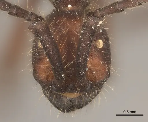 Eciton dulcium specimen CASENT0217478 image casent0217478_2