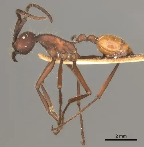 Eciton dulcium specimen CASENT0217478 image casent0217478_3