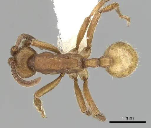 Eciton dulcium specimen CASENT0249454 image casent0249454_1