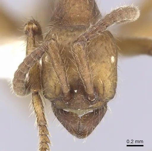 Eciton dulcium specimen CASENT0249454 image casent0249454_2