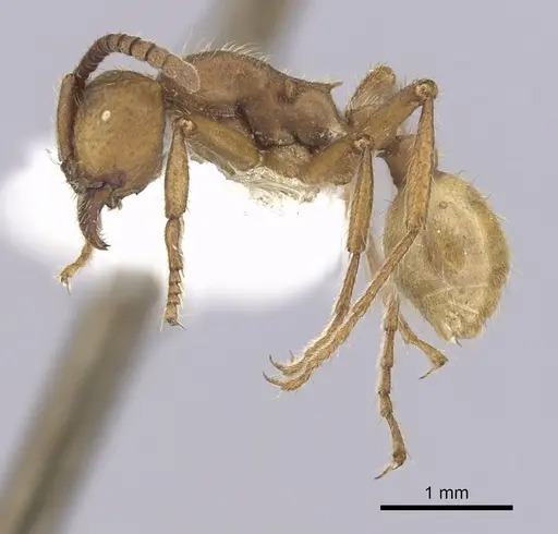 Eciton dulcium specimen CASENT0249454 image casent0249454_3