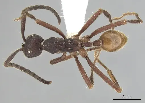 Eciton dulcium specimen CASENT0249455 image casent0249455_1