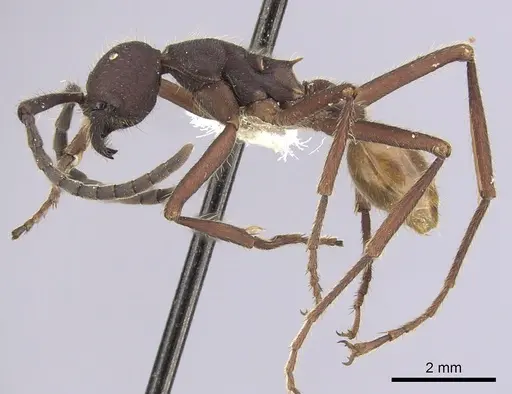 Eciton dulcium specimen CASENT0249455 image casent0249455_3