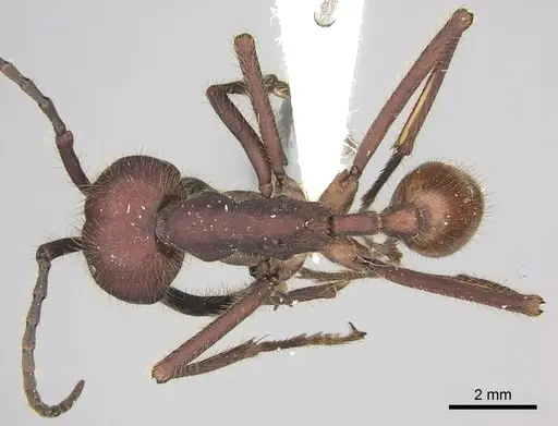 Eciton dulcium specimen CASENT0619174 image casent0619174_1