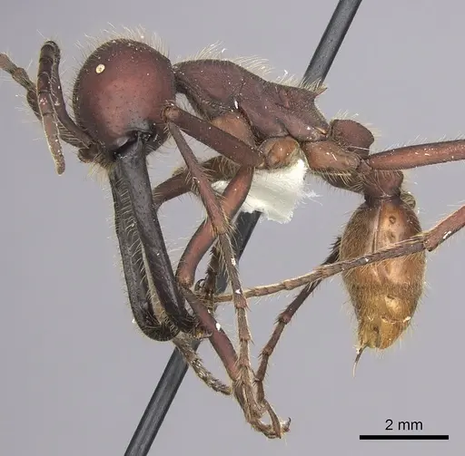 Eciton dulcium specimen CASENT0619174 image casent0619174_3