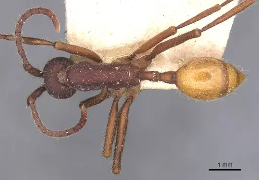 Eciton dulcium specimen CASENT0905939 image casent0905939_1
