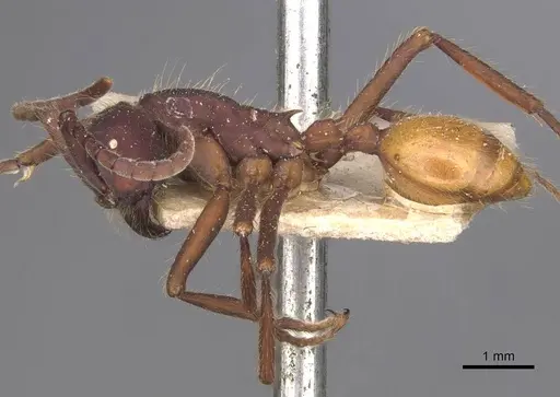 Eciton dulcium specimen CASENT0905939 image casent0905939_3