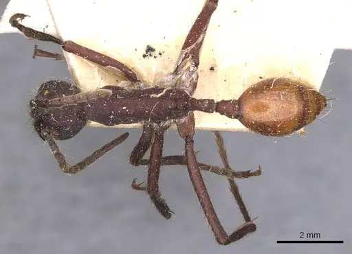 Eciton dulcium specimen CASENT0905940 image casent0905940_1