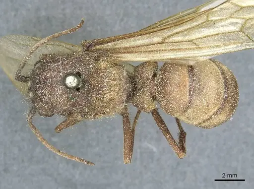 Eciton dulcium specimen CASENT0911378 image casent0911378_1