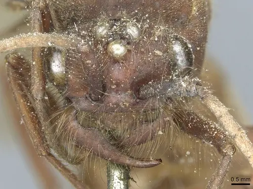 Eciton dulcium specimen CASENT0911378 image casent0911378_2