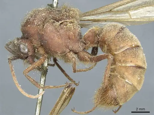 Eciton dulcium specimen CASENT0911378 image casent0911378_3