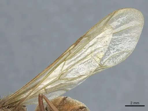 Eciton dulcium specimen CASENT0911378 image casent0911378_4