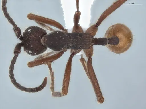 Eciton dulcium specimen ECOFOG-BAF19-0022-02 image ecofog-baf19-0022-02_1