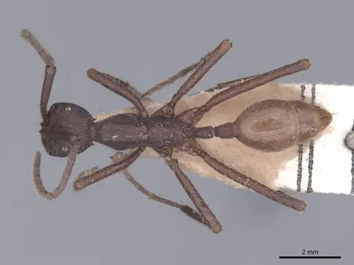 Eciton dulcium specimen FMNHINS0000045232 image fmnhins0000045232_1
