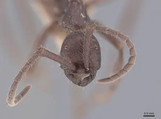 Eciton dulcium specimen FMNHINS0000045232 image fmnhins0000045232_2
