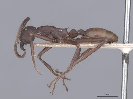 Eciton dulcium specimen FMNHINS0000045232 image fmnhins0000045232_3