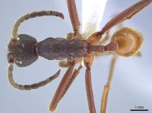 Eciton dulcium specimen JTLC000008184 image jtlc000008184_1