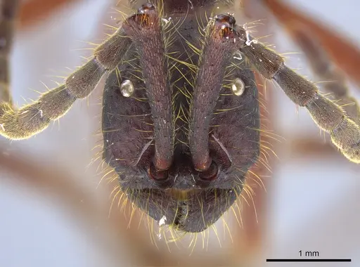 Eciton dulcium specimen JTLC000008184 image jtlc000008184_2