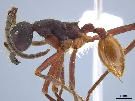 Eciton dulcium specimen JTLC000008184 image jtlc000008184_3