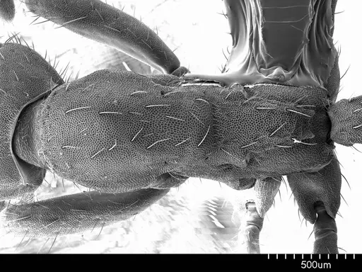 Eciton hamatum specimen ANTWEB1008523 image antweb1008523_1