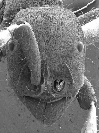 Eciton hamatum specimen ANTWEB1008523 image antweb1008523_2