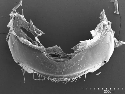 Eciton hamatum specimen ANTWEB1008604 image antweb1008604_1