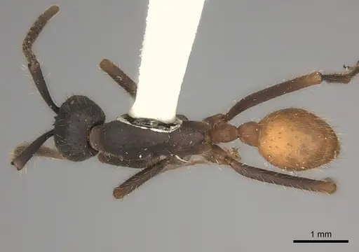 Eciton hamatum specimen CASENT0217470 image casent0217470_1