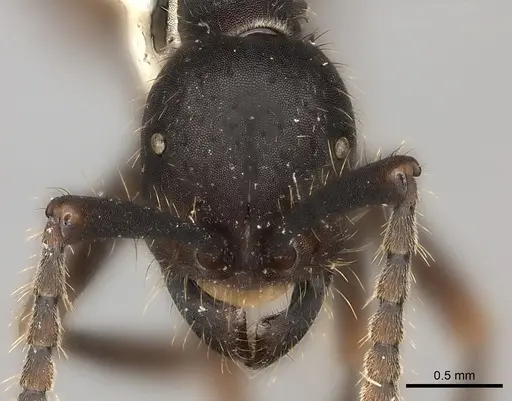 Eciton hamatum specimen CASENT0217470 image casent0217470_2