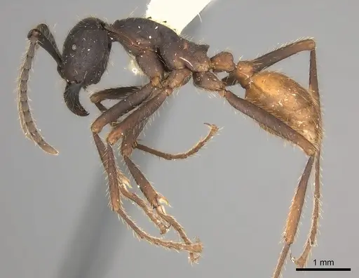 Eciton hamatum specimen CASENT0217470 image casent0217470_3